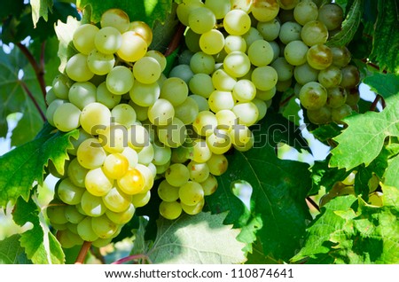 Grapes in vineyard Royalty-Free Stock Photo #110874641