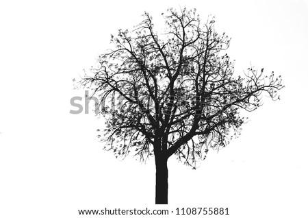 Natural art of the tree and stylized black and white branches.