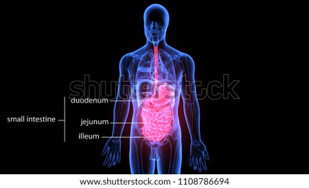 3D Illustration of Human Digestive System Anatomy (Stomach with Small Intestine)
