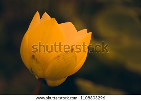 
Fresh white lotus flower. Royalty high quality free stock image of a beautiful whit lotus flower. The background is the whit lotus flowers and yellow lotus bud in a pond. Peace scene in a countryside