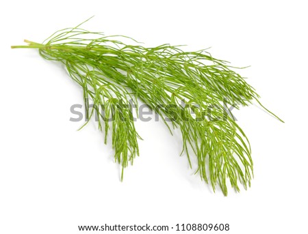 Equisetum, horsetail, snake grass, puzzlegrass. Isolated on white background. Royalty-Free Stock Photo #1108809608