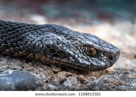 The head of a poisonous snake of a viper on a stony earth. A scattered background in  cold turquoise key