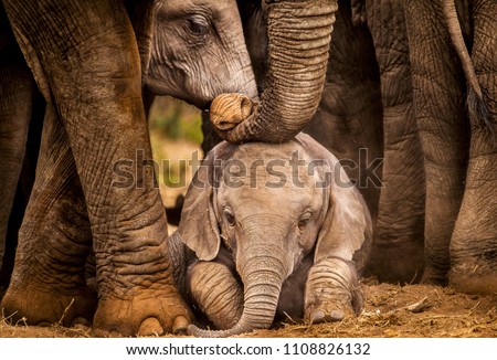 Baby African elephant under the protection of the adults in the herd Royalty-Free Stock Photo #1108826132