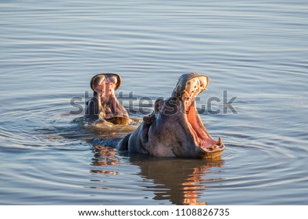 Mother and baby hippo moaning at Masuma Dam (Hwange National Park, Zimbabwe) Royalty-Free Stock Photo #1108826735