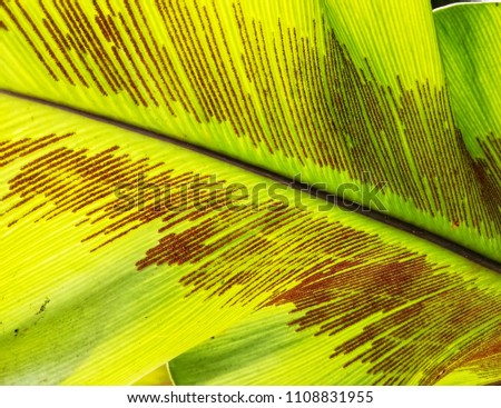 Close up picture of fern spore. 
