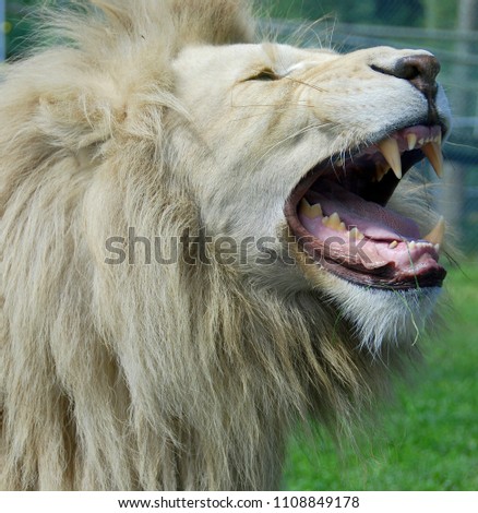 The Timbavati white lion is occasionally found in wildlife reserves in South Africa and is a rare color mutation of the Kruger subspecies of lion (Panthera leo krugeri).