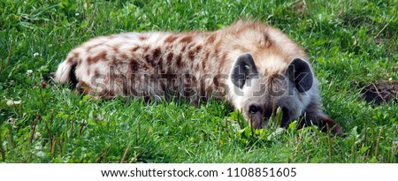Spotted hyena (Crocuta crocuta), also known as the laughing hyena,[3] is a species of hyena, currently classed as the sole member of the genus Crocuta, native to Sub-Saharan Africa.