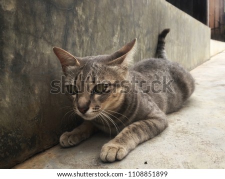 Gray cat laying down on cement floor stock photo