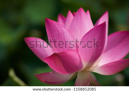 Lotus Flower from Guanyin District, Taoyuan, Taiwan.