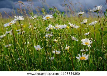 white wild daisies in the field on a summer evening against clouds in the green grass