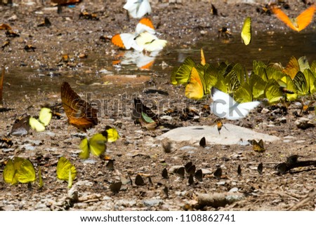 A group of beautiful butterflies 