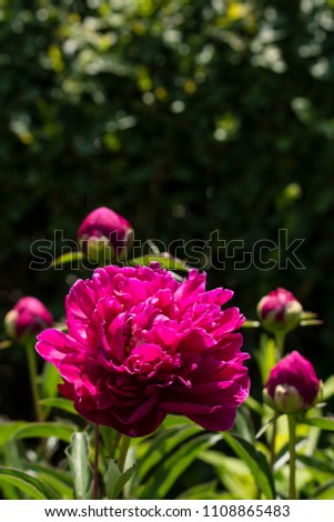 Red peony flowers outdoors in nature.