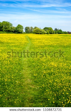 Field of buttercups on a summers day in the countryside of the Chiltern Hills. Little Chalfont, Buckinghamshire, UK. Royalty-Free Stock Photo #1108872731