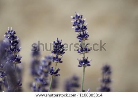 macro photography of lavender aromatic plant