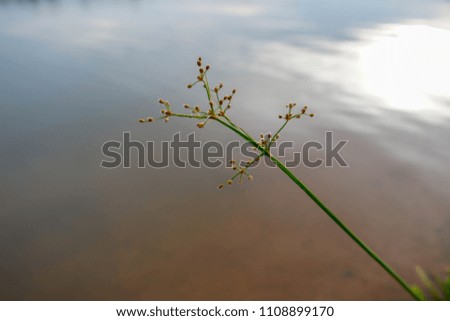 Close-up photos of flowers on the river.
