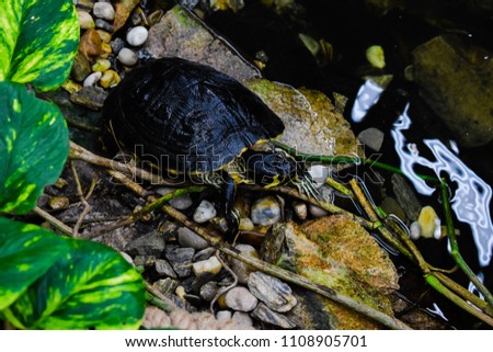 Black turtle sitting at a pond.