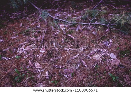 This image was taken in the Bonshaw Hills walking and hiking trail located just outside Charlottetown Prince Edward Island. This photo is taken in the woods at some abstract things on the ground.