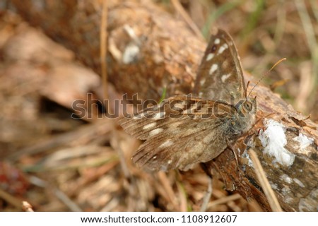 Sympathetic butterfly sitting on a branch of spruce in the middle of the forest, basking in the morning sun. The fuzzy, blurred brown background highlights the sharp form of the insect.