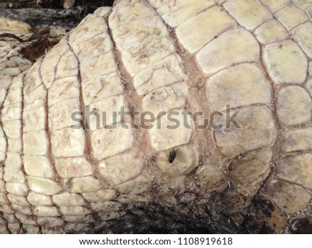 Huge Gator skin with Fly Closeup