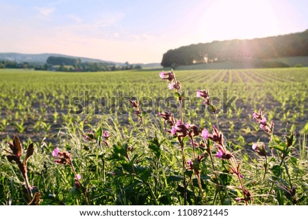scenic with dainty purple wildflowers growing on the verge and of a young corn field in the background under a pink sky
