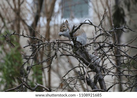 grey Squirrel in Garden