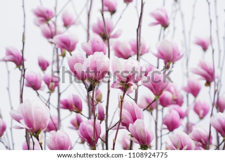 blooms magnolia in Uzbekistan