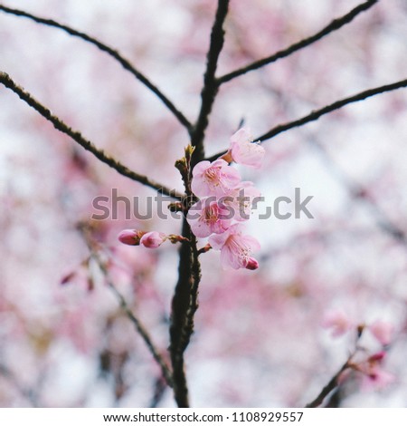 Pink flowers of sakura cherry tree spring blossom in north Thailand.