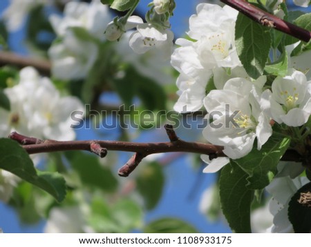 white apple tree flowers and blue sky sunshine spring background photo