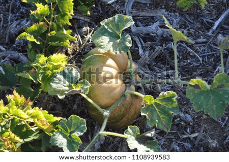 pumpkin on vegetable garden