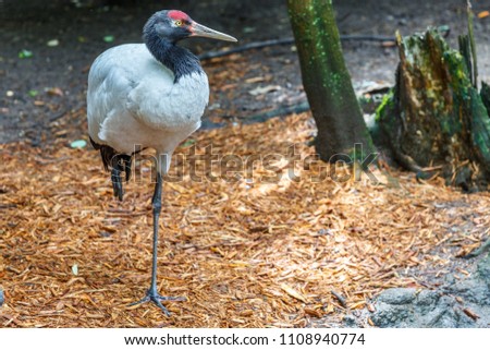 stork stay on one leg