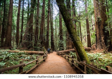 A man on Hiking Trail through Giant Redwood in Muirwood, San francisco, California