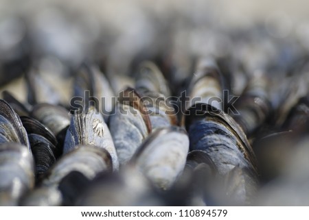 Grounp of mussels insitu clinging to a rock. Royalty-Free Stock Photo #110894579