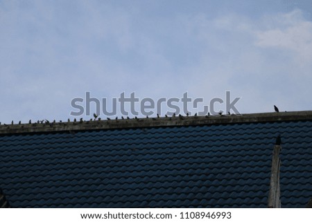 roof   home   tile
