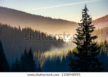 spruce forest in fog at sunrise. beautiful autumn scenery of Apuseni Mountains of Romania