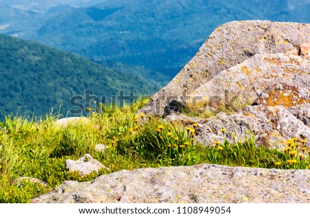 rocks on the edge of a grassy hillside. yellow dandelions among the rocks. beautiful nature scenery in mountains