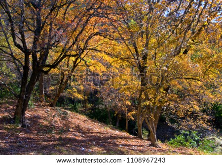  Lost Maples State Park Along the Hiking Trails  Royalty-Free Stock Photo #1108967243
