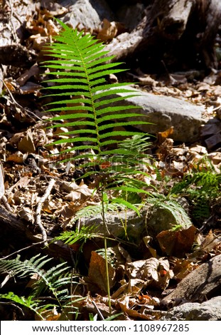  Lost Maples State Park Fern Leaf on Forest Floor