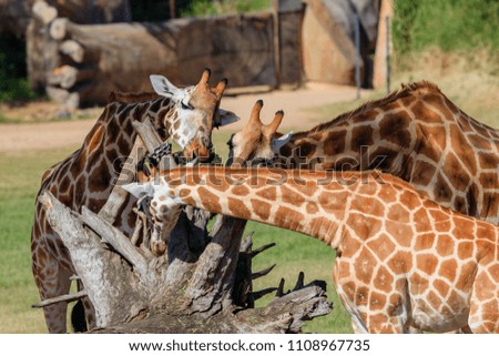 three giraffes eating