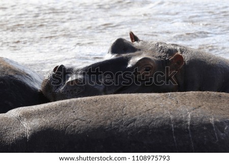 Hippos in Ngorongoro Crater, Tanzania