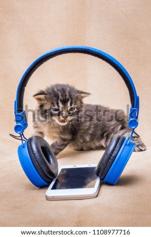 Little kitten with blue eyes near  mobile phone and headphones. Listening to rock music. Fright from  loud sound