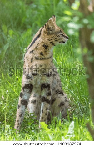 serval, leptailurus serval, beautiful animal standing in the forest 
