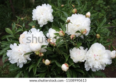 Beautiful blooming peony flowers growing in the garden on a fine day.
