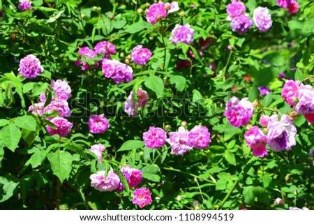 Nice flowers in the garden in midsummer, in a sunny day. Green landscape