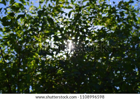 The rays of the sun are shining through the branches of the trees. Sunny summer day.