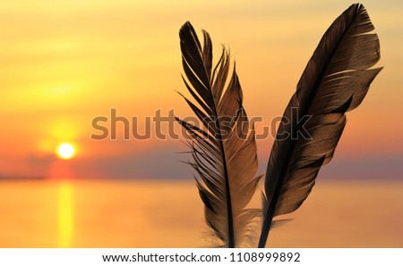 feathers in the sunset