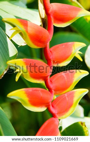 macro closeup of striking bright red and yellow green flower of Heliconia rostrata  also known as hanging lobster claw or false bird of paradise rainforest jungle tree plant 