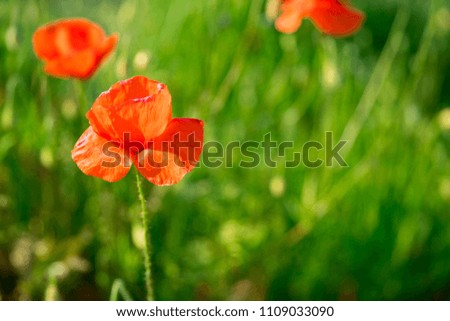 close up wildflower poppies in green field