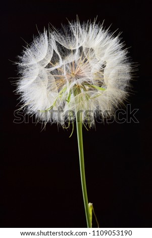 Beautiful dandelion flower
