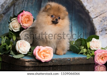 spitz Pomeranian and flowers roses