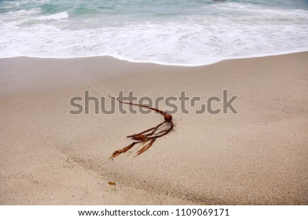 Bull Kelp. Bull Kelp Sea Weed on the beach with ocean waves and tide. Seaweed on the sand.